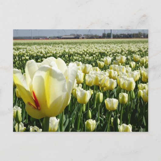 Carte Postale Paysage des Tulipes Jaunes Blanches do-it-yourself (Devant)