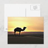 Carte Postale Paysage du désert au chameau (Devant / Derrière)