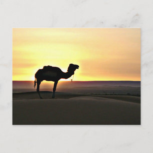 Carte Postale Paysage du désert au chameau
