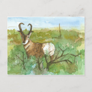 Carte Postale Paysage du désert de Pronghorn Antelope Aquarelle