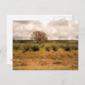 Carte Postale Paysage du Sénégal (Devant / Derrière)