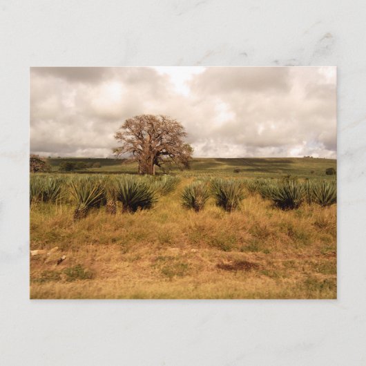 Carte Postale Paysage du Sénégal (Devant)