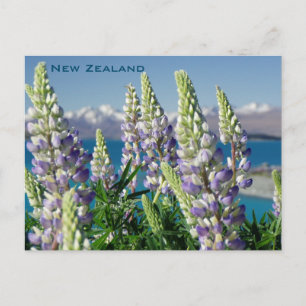 Carte Postale Paysage florissant Lupine Nouvelle-Zélande