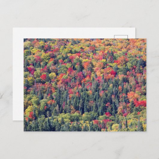 Carte Postale Paysage forestier d'automne (Devant / Derrière)