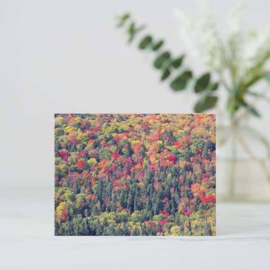 Carte Postale Paysage forestier d'automne (Debout devant)
