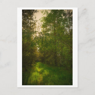 Carte Postale Paysage Forêt Arbres Verts Nature Bélarus