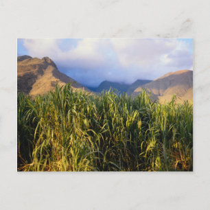 Carte Postale Paysage hawaïen