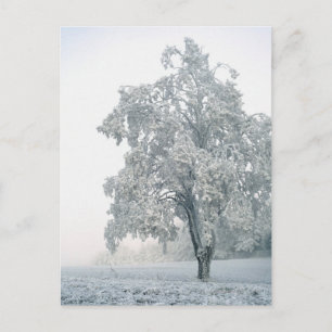 Carte Postale Paysage hivernal enneigé