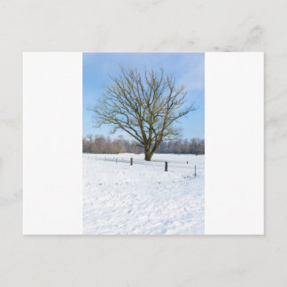 Carte Postale Paysage hivernal neige avec arbre nu et ciel bleu