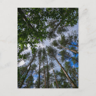 Carte Postale Paysage naturel en regardant vers le haut Forêt Bi