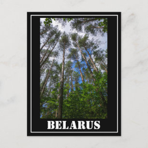 Carte Postale Paysage naturel en regardant vers le haut Forêt Bi