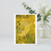 Carte Postale Paysage naturel Spiderweb Spiderweb (Debout devant)
