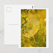 Carte Postale Paysage naturel Spiderweb Spiderweb (Devant / Derrière)