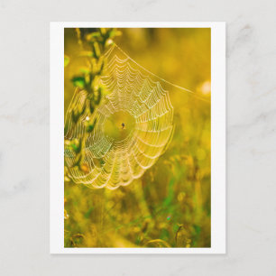 Carte Postale Paysage naturel Spiderweb Spiderweb