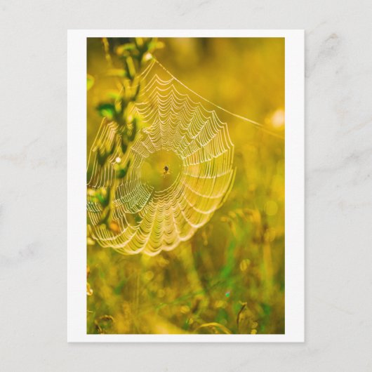 Carte Postale Paysage naturel Spiderweb Spiderweb (Devant)