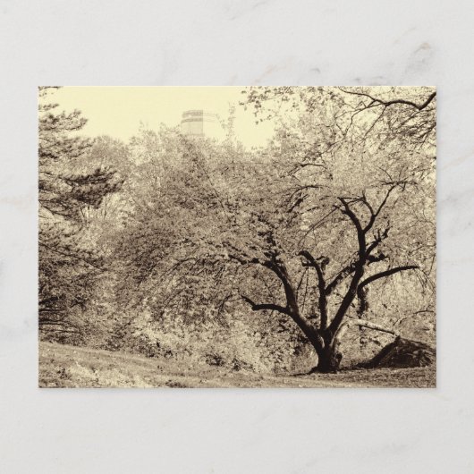 Carte Postale Paysage noir et blanc Arbre d'hiver dans Central P (Devant)