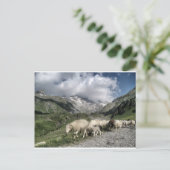 Carte Postale paysage pyrénéen (Debout devant)