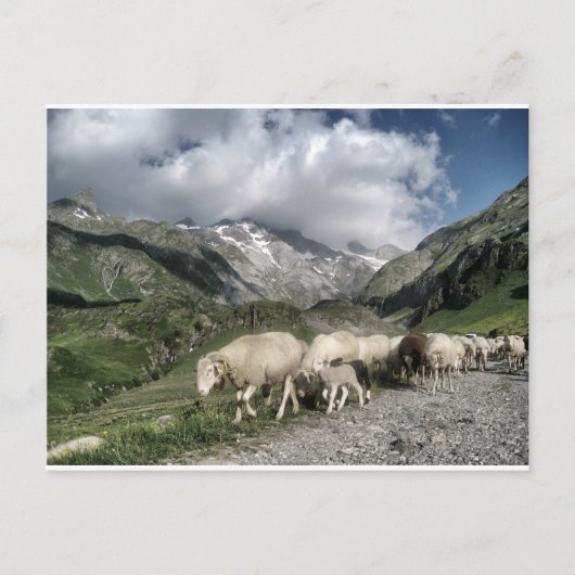 Carte Postale paysage pyrénéen (Devant)