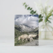 Carte Postale paysage pyrénéen (Debout devant)