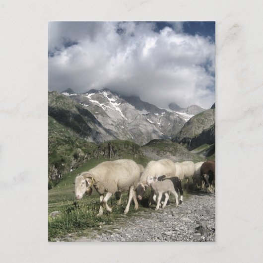 Carte Postale paysage pyrénéen (Devant)