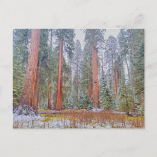 Carte Postale Paysage serein du parc national de Sequoia géant
