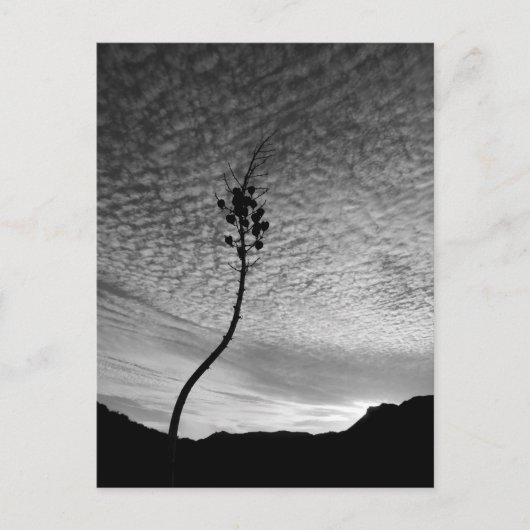 Carte Postale Paysage Sky (Devant)