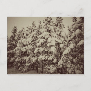 Carte Postale Paysage vintage, Conifer, CO
