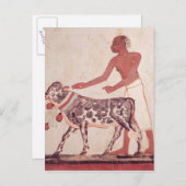 Carte Postale Paysan conduisant une vache à sacrifier (Devant / Derrière)