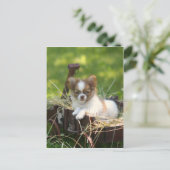 Carte Postale PaysBumpkin (Debout devant)