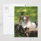 Carte Postale PaysBumpkin (Devant / Derrière)