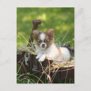 Carte Postale PaysBumpkin