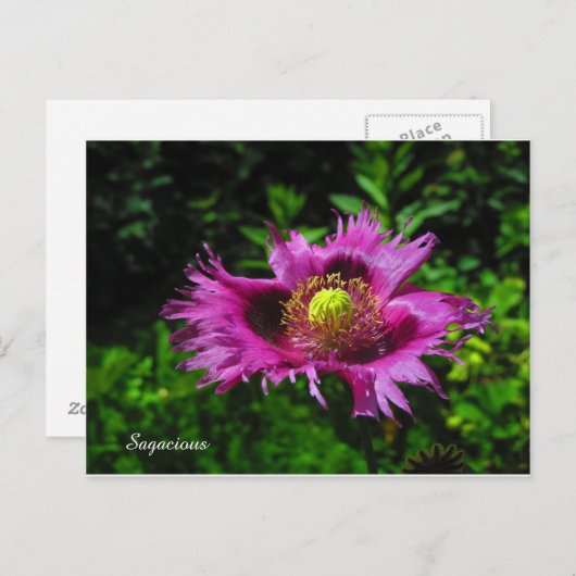 Carte Postale PC de taille (Devant / Derrière)