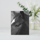 Carte Postale Pccna (Debout devant)