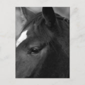 Carte Postale Pccna (Devant)