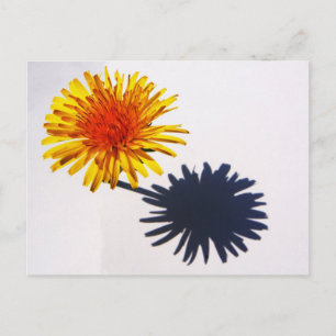 Carte Postale Pcna Dandelion et Ombre