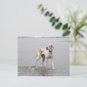 Carte postale PDXDanes Fynn 2011 (Debout devant)