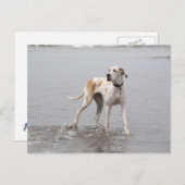 Carte postale PDXDanes Fynn 2011 (Devant / Derrière)