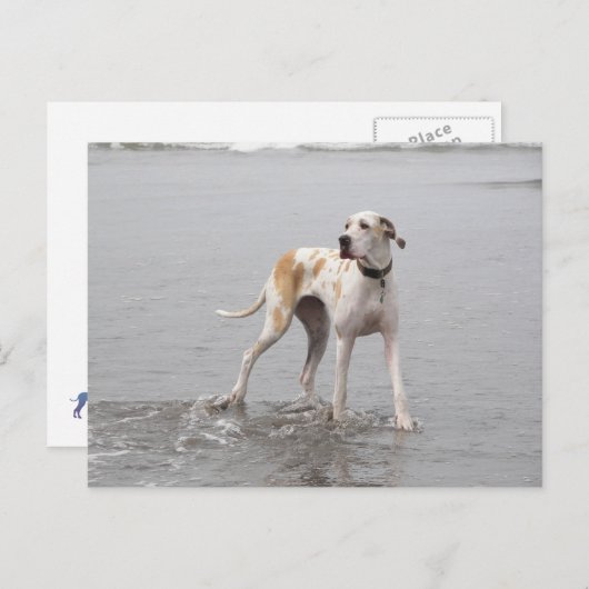 Carte postale PDXDanes Fynn 2011 (Devant / Derrière)