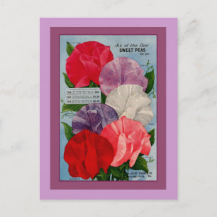 Carte Postale Pea Plante Vintage Seed Packet Art