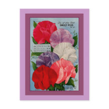 Pea Plante Vintage Seed Packet Art