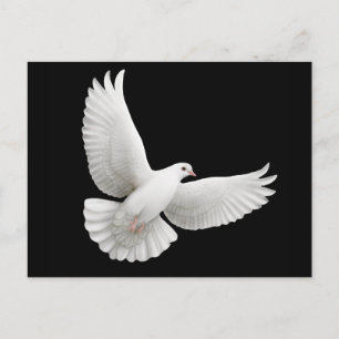 Carte postale Peace Dove