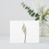 Carte Postale Peace Lily, Spathiphyllum (Debout devant)