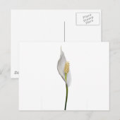 Carte Postale Peace Lily, Spathiphyllum (Devant / Derrière)