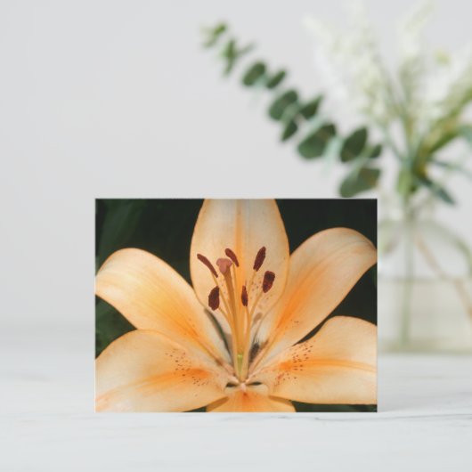 Carte postale Peach Asiatic Lily Closeuse (Debout devant)