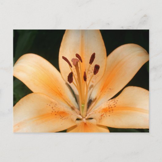 Carte postale Peach Asiatic Lily Closeuse (Devant)