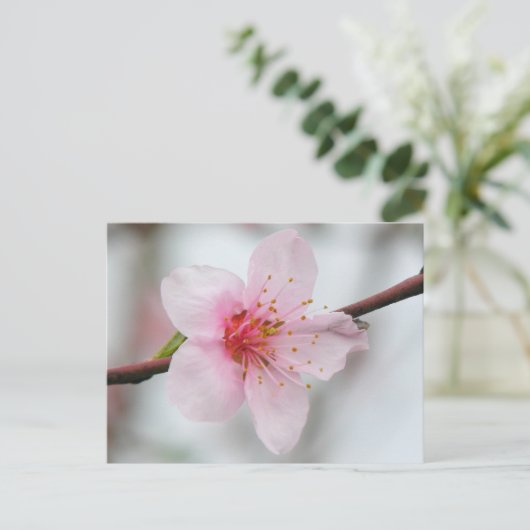 Carte Postale Peach Bloom (Debout devant)