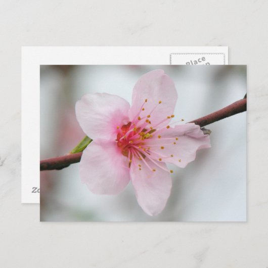 Carte Postale Peach Bloom (Devant / Derrière)