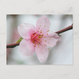 Carte Postale Peach Bloom