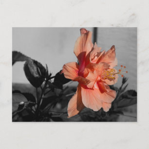 Carte Postale Peach Double Hibiscus Flower Sélect Color Photo