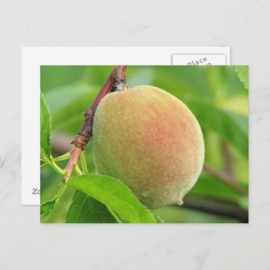 Carte Postale Peach Fuzz (Devant / Derrière)
